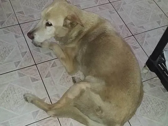 Cachorro ra a Labrador e SRD idade 6 ou mais anos nome Billy e Zuzu