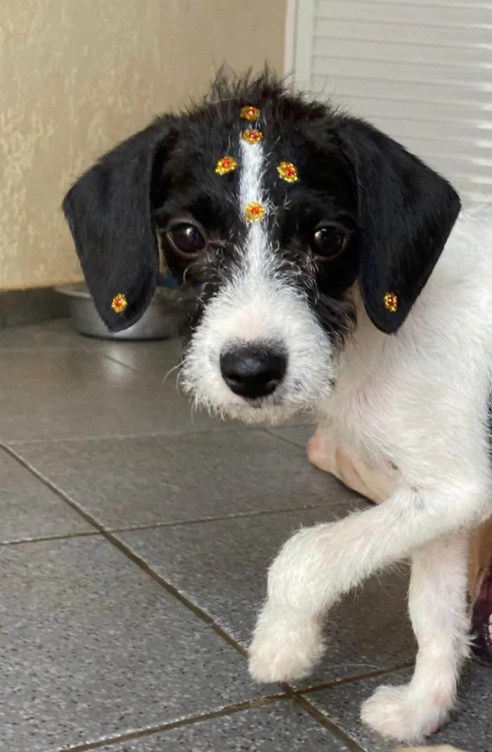 Cachorro ra a SRD-ViraLata idade 2 a 6 meses nome Flora