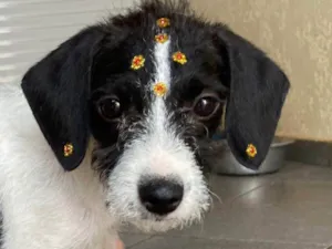 Cachorro raça SRD-ViraLata idade 2 a 6 meses nome Flora