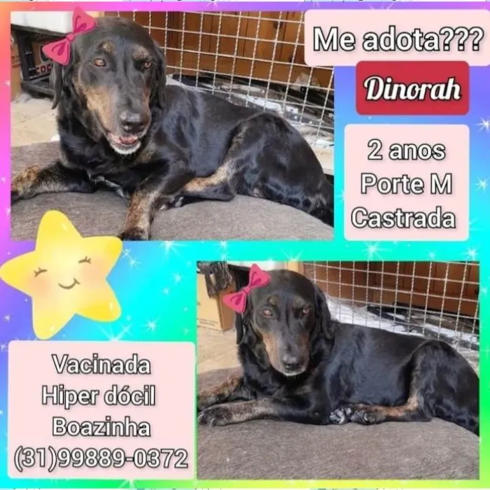 Cachorro raça SRD-ViraLata idade 2 anos nome Dinorah