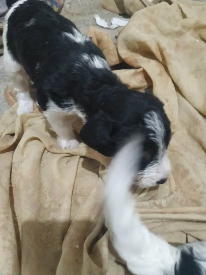 Cachorro ra a SRD-ViraLata idade Abaixo de 2 meses nome sem nomes , eles tem 30 dias