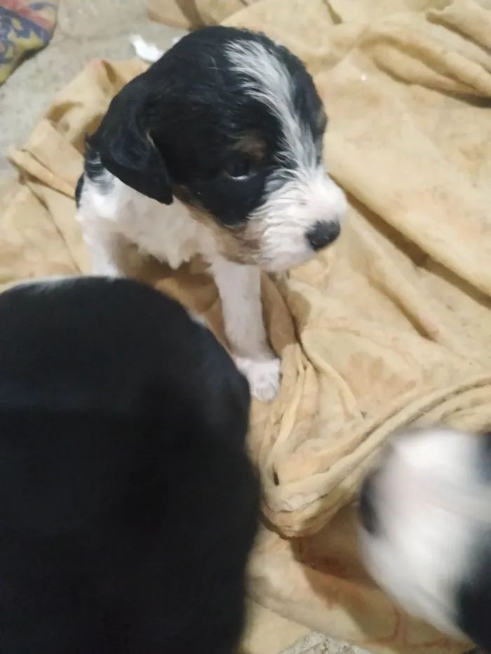 Cachorro ra a SRD-ViraLata idade Abaixo de 2 meses nome sem nomes , eles tem 30 dias