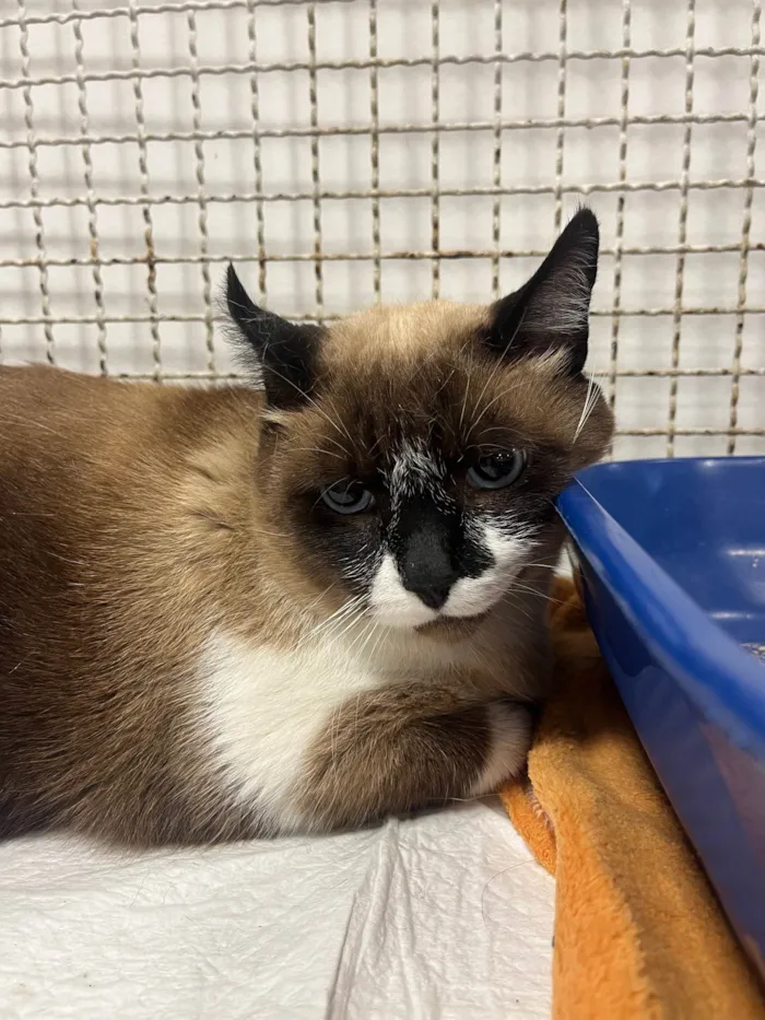 Gato raça SRD-ViraLata idade 3 anos nome Guga