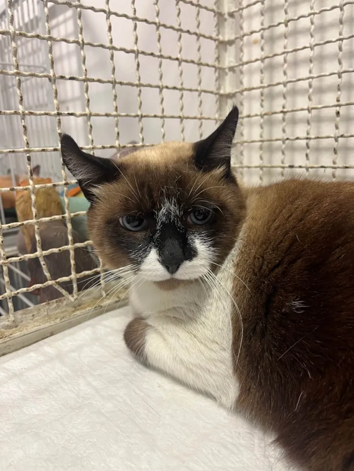 Gato raça SRD-ViraLata idade 3 anos nome Guga