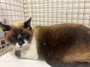 Gato raça SRD-ViraLata idade 3 anos nome Guga