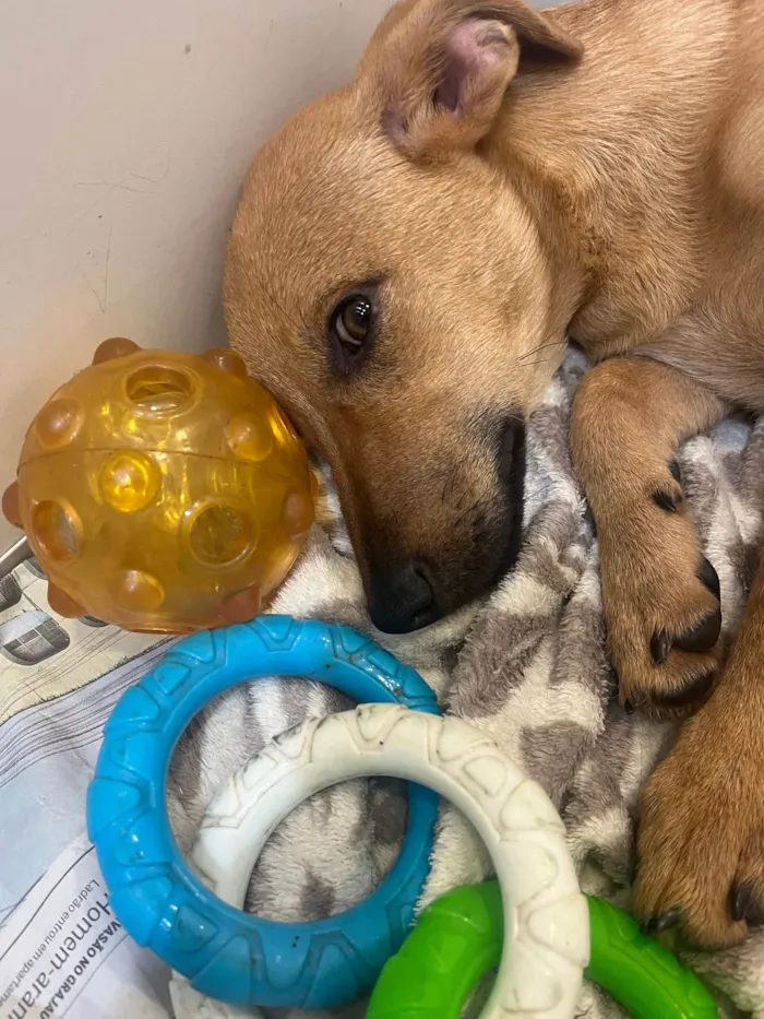 Cachorro raça SRD-ViraLata idade 2 a 6 meses nome Penny