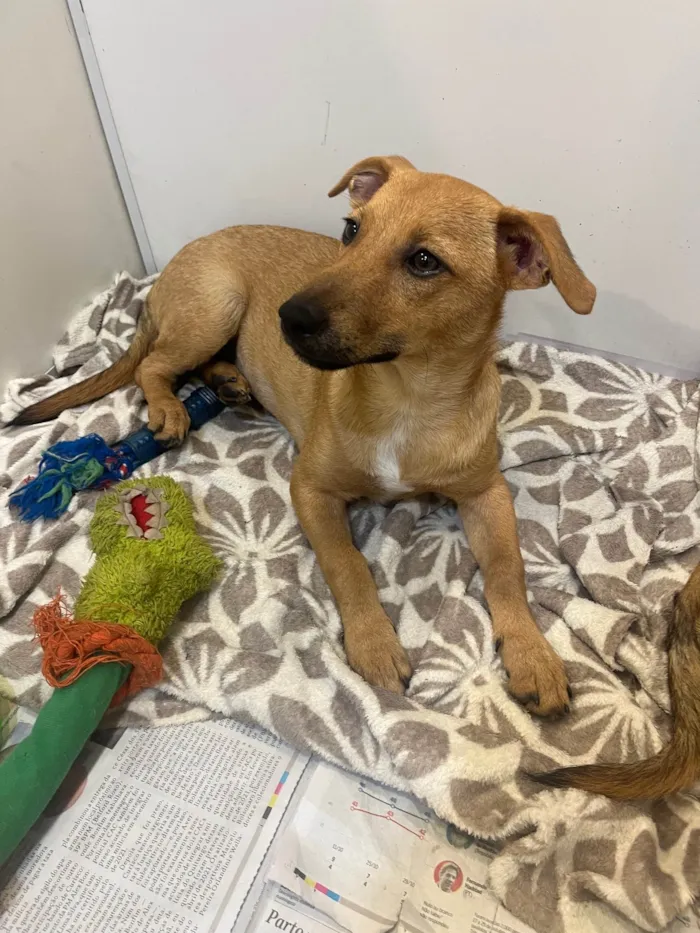 Cachorro raça SRD-ViraLata idade 2 a 6 meses nome Penny