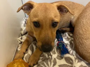 Cachorro raça SRD-ViraLata idade 2 a 6 meses nome Penny