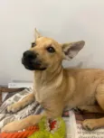 Cachorro raça SRD-ViraLata idade 2 a 6 meses nome Pucca