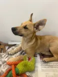 Cachorro raça SRD-ViraLata idade 2 a 6 meses nome Pucca