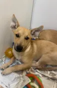 Cachorro raça SRD-ViraLata idade 2 a 6 meses nome Pucca