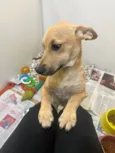 Cachorro raça SRD-ViraLata idade 2 a 6 meses nome Pucca
