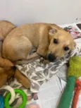Cachorro raça SRD-ViraLata idade 2 a 6 meses nome Pucca