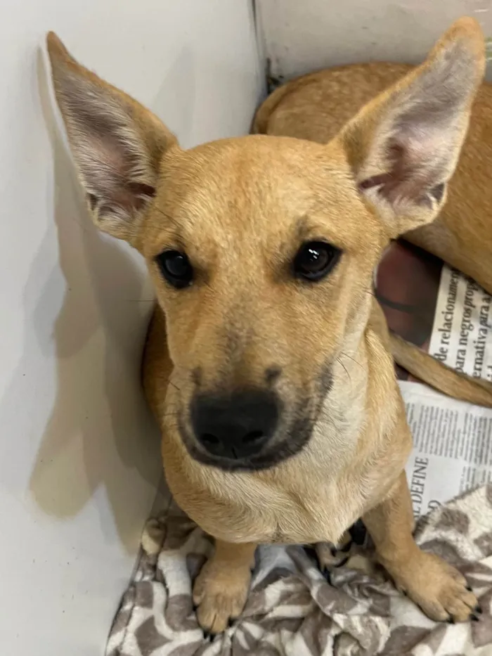 Cachorro raça SRD-ViraLata idade 2 a 6 meses nome Pucca