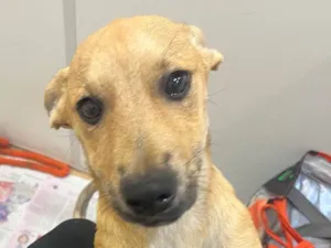 Cachorro raça SRD-ViraLata idade 2 a 6 meses nome Pucca