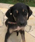Cachorro raça Srd idade 2 a 6 meses nome Hope