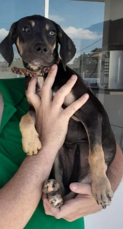 Cachorro raça Srd idade 2 a 6 meses nome Hope