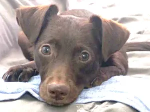 Cachorro raça Vira Lata idade 2 a 6 meses nome Oliver (filhão)