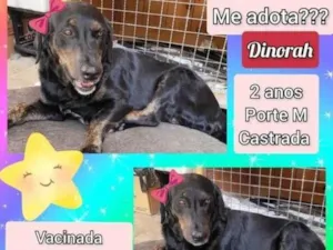 Cachorro raça SRD-ViraLata idade 2 anos nome Dinorah