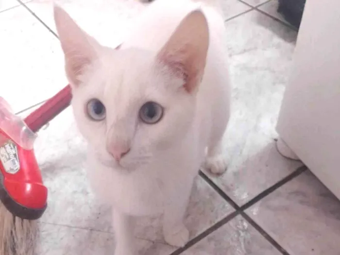 Gato ra a Não sei  idade 2 a 6 meses nome Não tem nome ainda