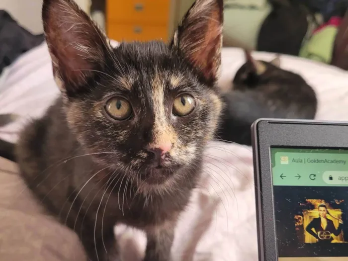 Gato raça SRD-ViraLata idade 2 a 6 meses nome Sem nome