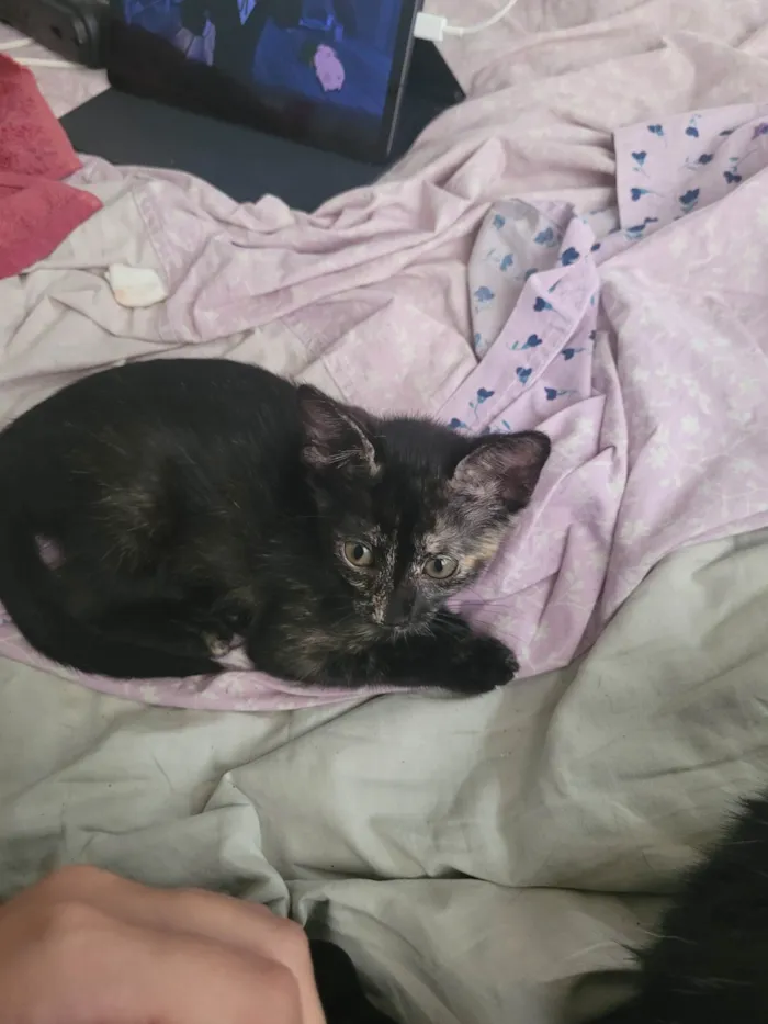 Gato raça SRD-ViraLata idade 2 a 6 meses nome Sem nome