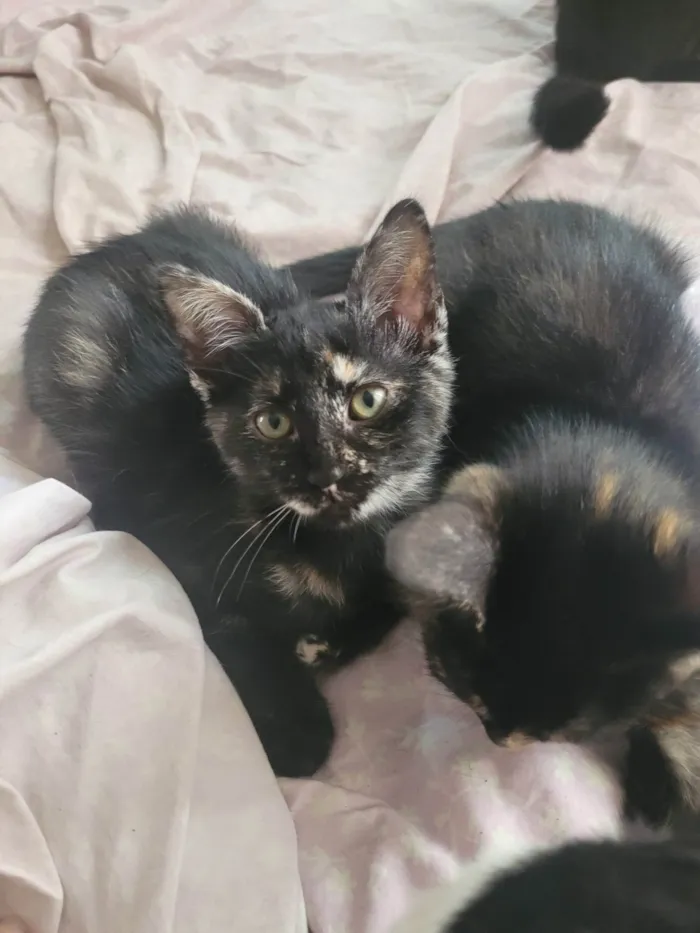 Gato raça SRD-ViraLata idade 2 a 6 meses nome Sem nome