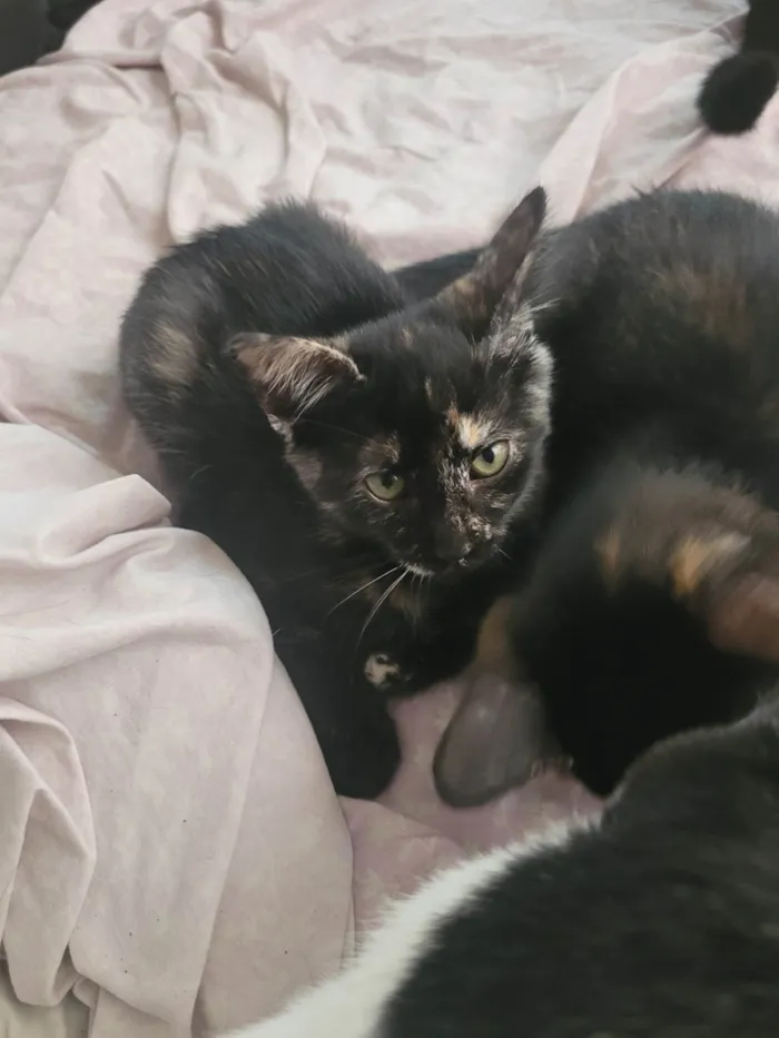 Gato raça SRD-ViraLata idade 2 a 6 meses nome Sem nome