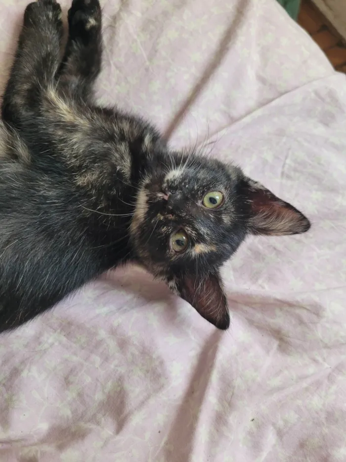 Gato raça SRD-ViraLata idade 2 a 6 meses nome Sem nome