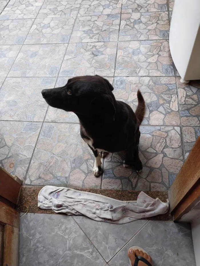 Cachorro raça Viralata idade 6 ou mais anos nome Bob