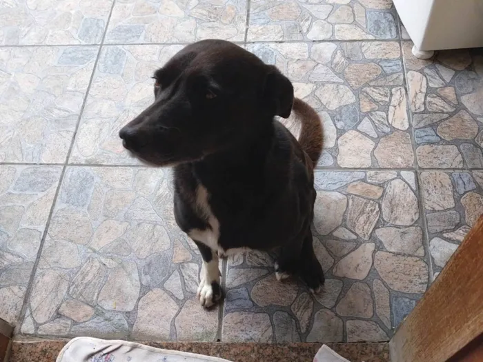 Cachorro raça Viralata idade 6 ou mais anos nome Bob