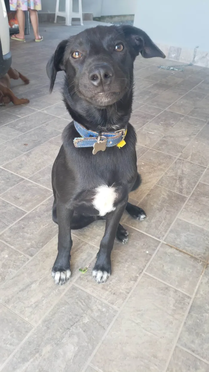 Cachorro raça SRD-ViraLata idade 2 a 6 meses nome Tanos