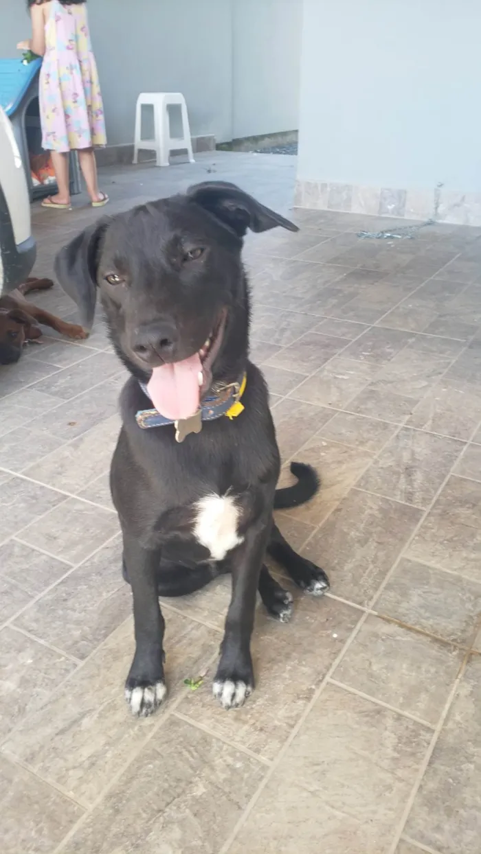 Cachorro raça SRD-ViraLata idade 2 a 6 meses nome Tanos