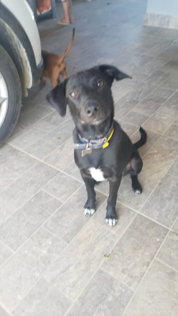 Cachorro raça SRD-ViraLata idade 2 a 6 meses nome Tanos