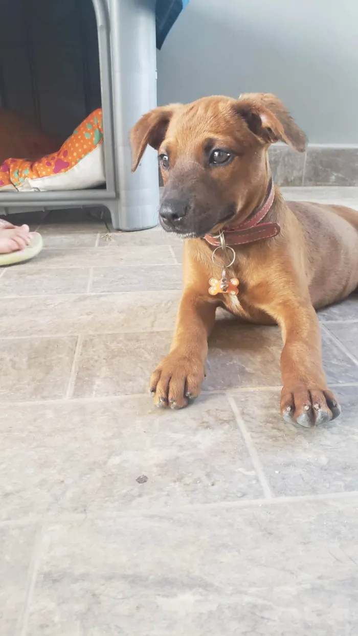 Cachorro raça SRD-ViraLata idade 2 a 6 meses nome Kiara