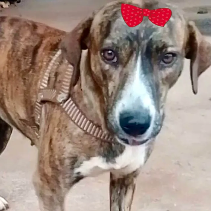 Cachorro ra a Mestica  idade 1 ano nome Tigresa 