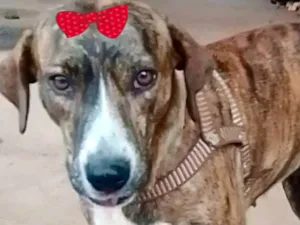 Cachorro raça Mestica  idade 1 ano nome Tigresa 