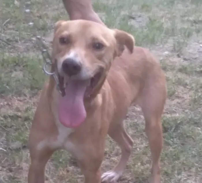 Cachorro ra a Mestico  idade 7 a 11 meses nome Caramelo 
