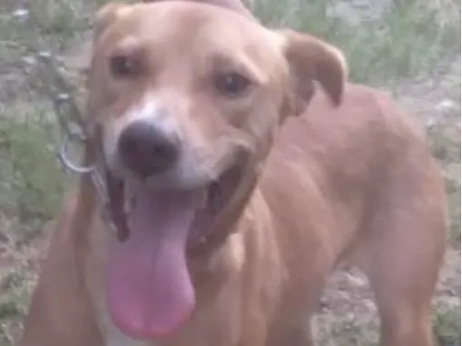 Cachorro ra a Mestico  idade 7 a 11 meses nome Caramelo 