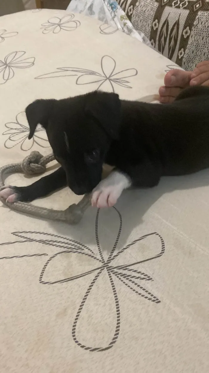 Cachorro raça SRD-ViraLata idade Abaixo de 2 meses nome Pelezinho