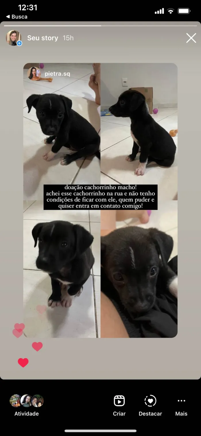 Cachorro raça SRD-ViraLata idade Abaixo de 2 meses nome Pelezinho