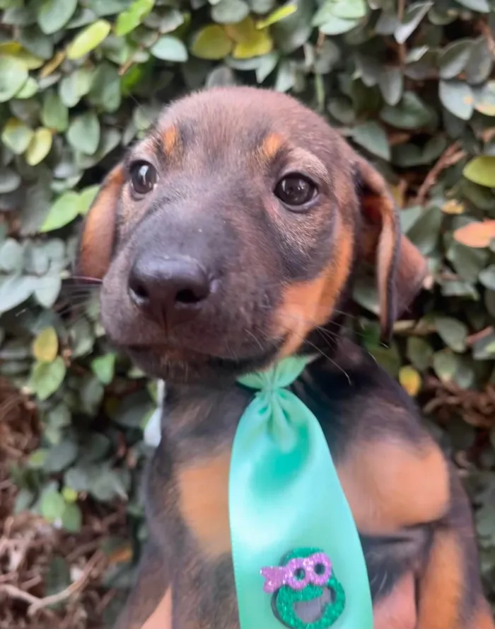 Cachorro raça SRD-ViraLata idade 2 a 6 meses nome Luca