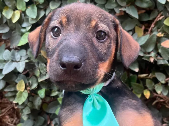 Cachorro raça SRD-ViraLata idade 2 a 6 meses nome Luca