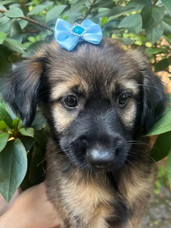 Cachorro raça SRD-ViraLata idade 2 a 6 meses nome Sem Nome 