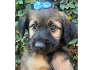 Cachorro raça SRD-ViraLata idade 2 a 6 meses nome Sem Nome 