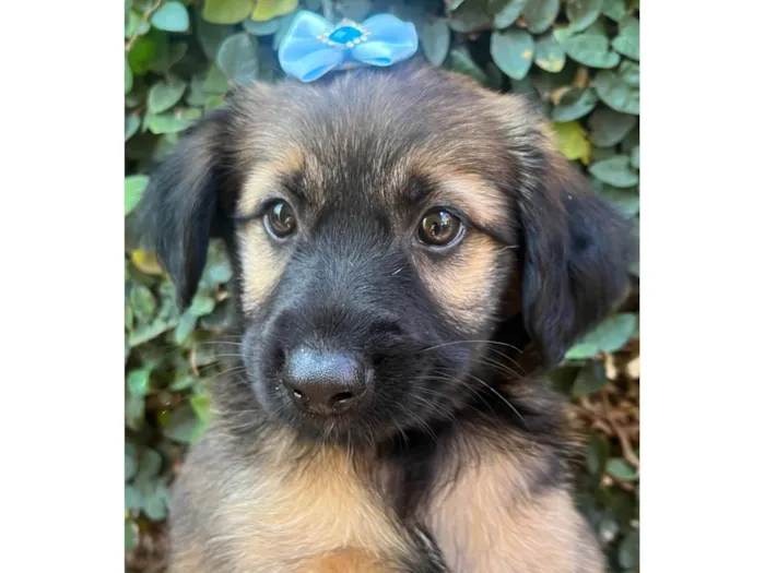 Cachorro raça SRD-ViraLata idade 2 a 6 meses nome Sem Nome 