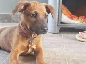 Cachorro raça SRD-ViraLata idade 2 a 6 meses nome Kiara