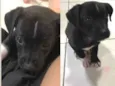 Pelezinho