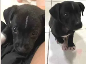 Cachorro raça SRD-ViraLata idade Abaixo de 2 meses nome Pelezinho