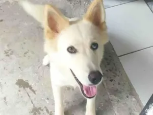 Cachorro raça Husky Siberiano idade 7 a 11 meses nome Zara 